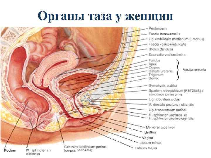 Органы таза у женщин 