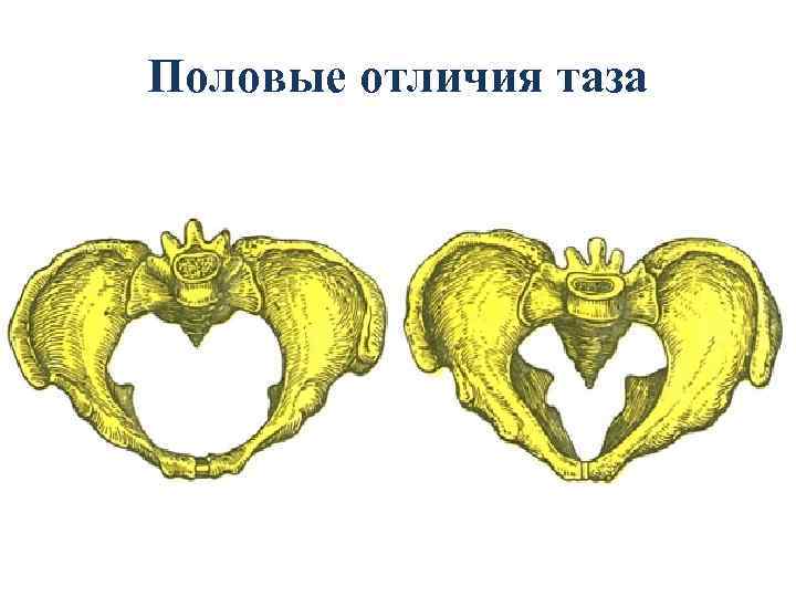 Половые отличия таза 