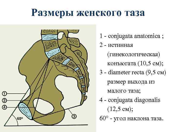 Размеры женского таза 1 - conjugata anatomica ; 2 - истинная (гинекологическая) конъюгата (10,