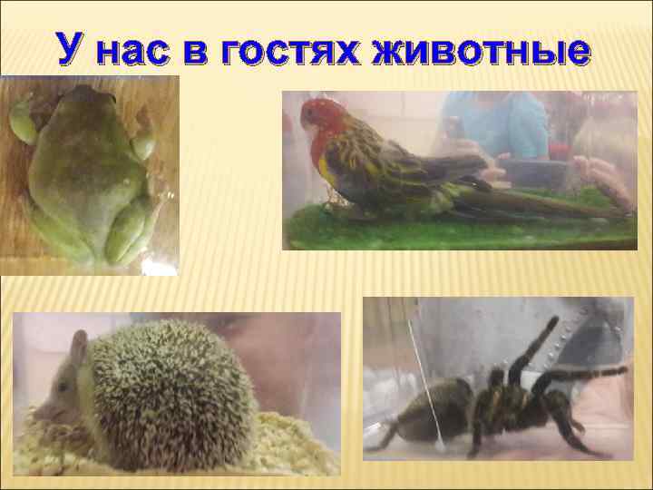 У нас в гостях животные 