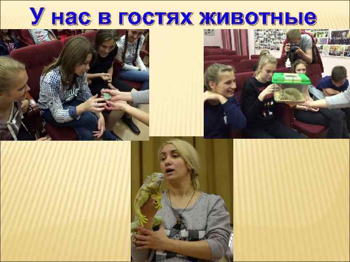 У нас в гостях животные 