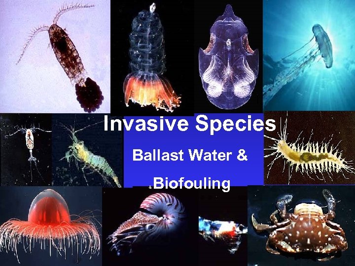 The Round Table of international shipping associations International Shipping Federation Invasive Species Ballast Water