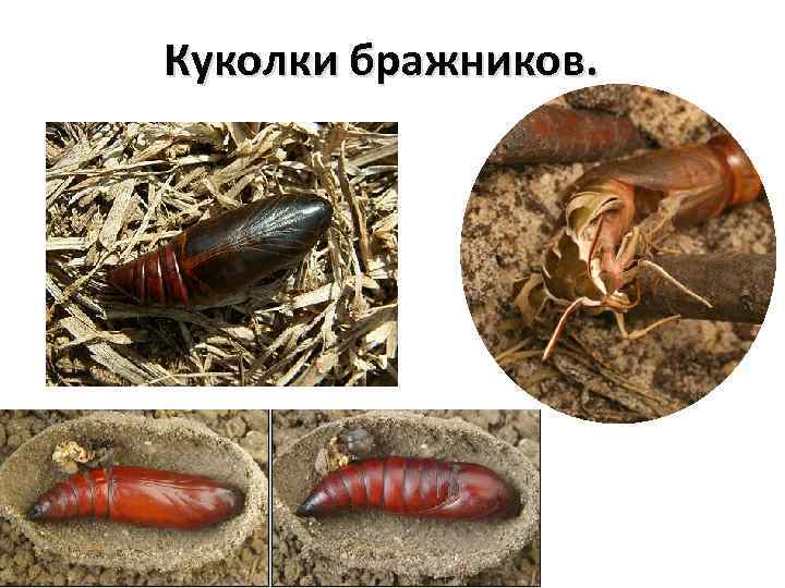 Куколки бражников. 