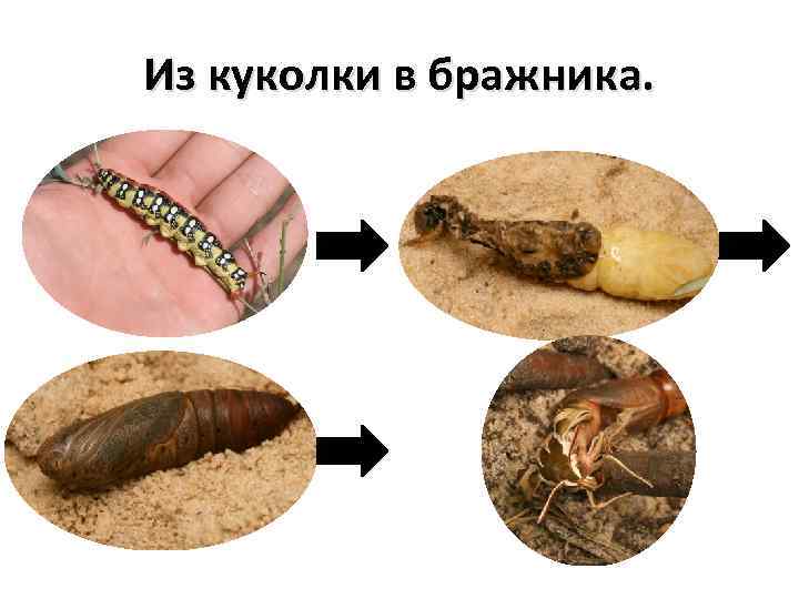 Из куколки в бражника. 