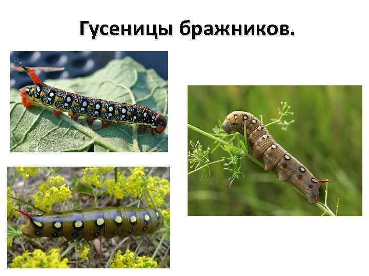 Гусеницы бражников. 