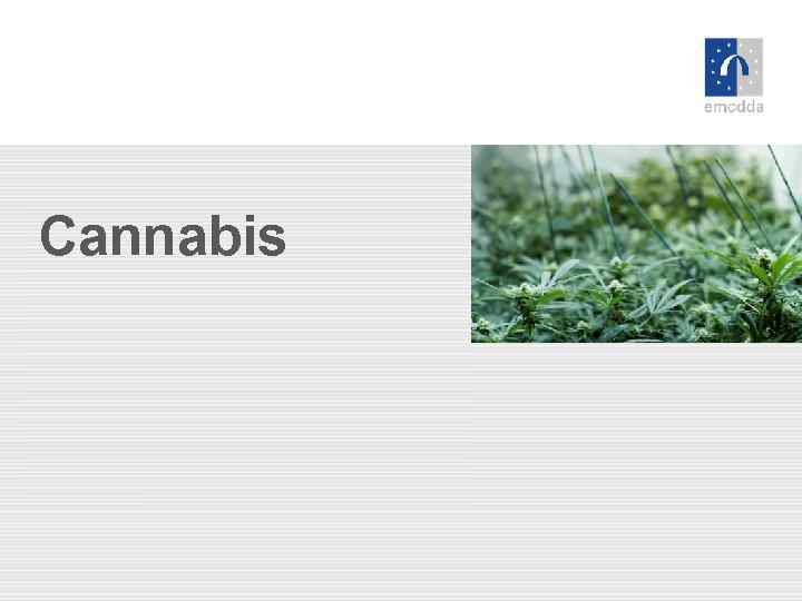 Cannabis 