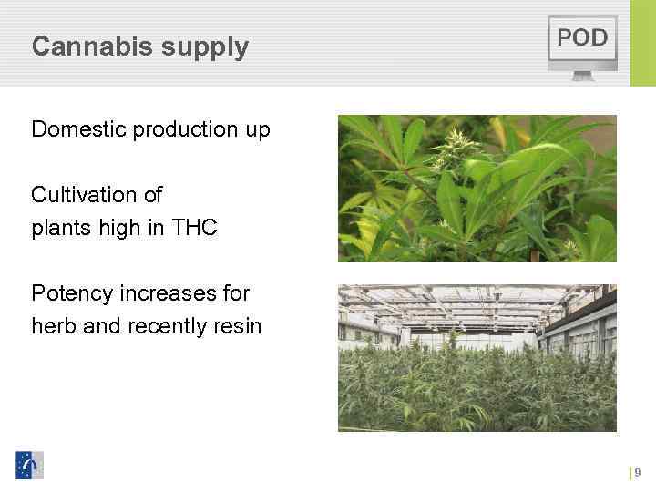 Cannabis supply Domestic production up Cultivation of plants high in THC Potency increases for