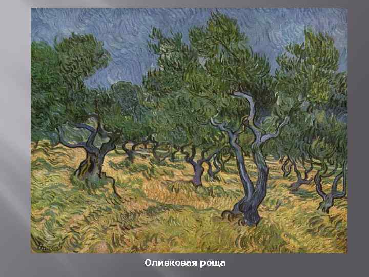 Оливковая роща 