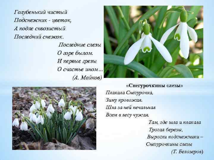 Голубенький чистый Подснежник - цветок, А подле сквозистый Последний снежок. Последние слезы О горе