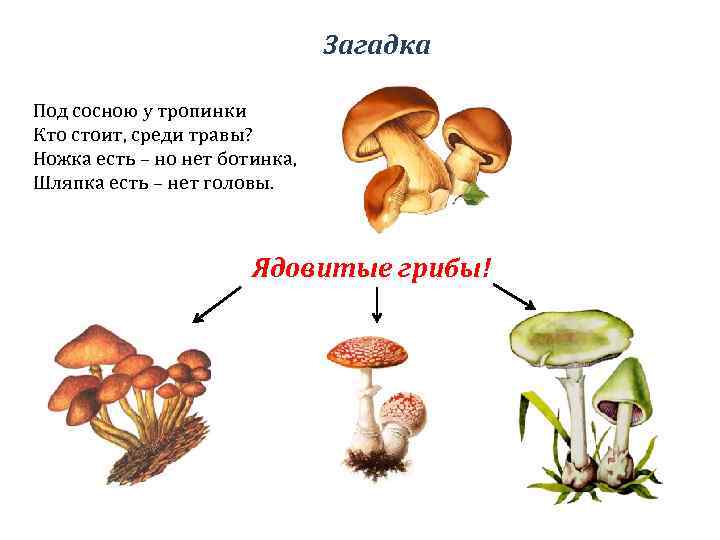 Загадка Под сосною у тропинки Кто стоит, среди травы? Ножка есть – но нет