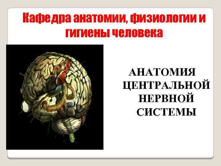 Кафедра анатомии, физиологии и гигиены человека АНАТОМИЯ ЦЕНТРАЛЬНОЙ НЕРВНОЙ СИСТЕМЫ 