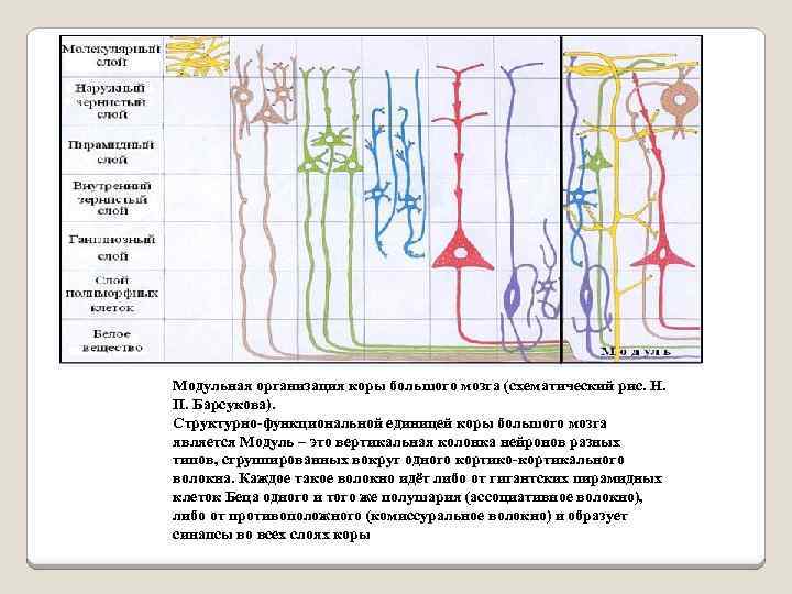 Модульная организация коры большого мозга (схематический рис. Н. П. Барсукова). Структурно-функциональной единицей коры большого