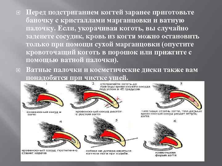  Перед подстриганием когтей заранее приготовьте баночку с кристаллами марганцовки и ватную палочку. Если,