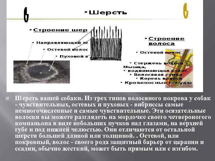  Шерсть вашей собаки. Из трех типов волосяного покрова у собак - чувствительных, остевых