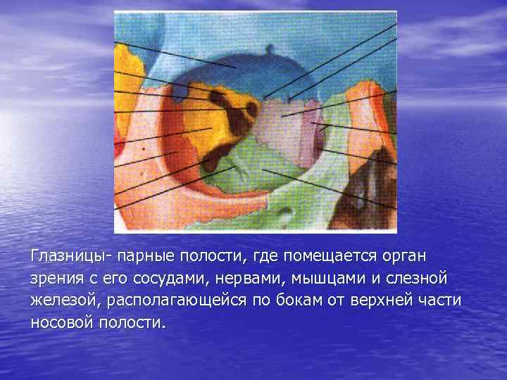 Глазницы- парные полости, где помещается орган зрения с его сосудами, нервами, мышцами и слезной