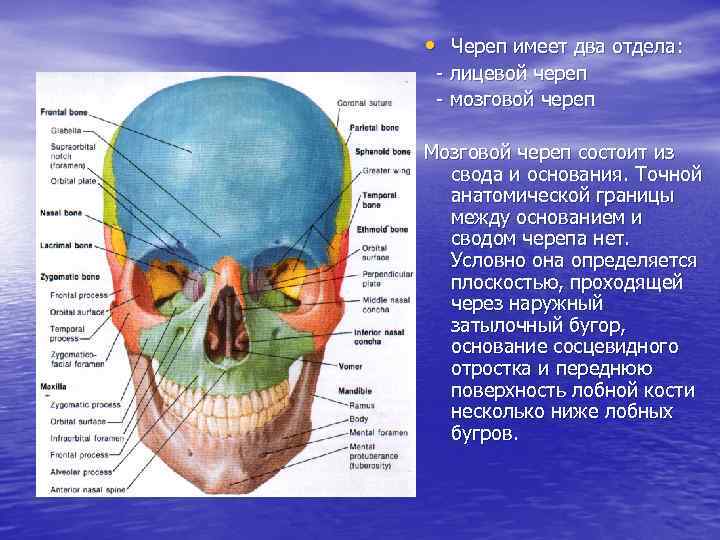 Череп имеет. Свод и основание мозгового отдела черепа. Граница между мозговым и лицевым отделом черепа. Свод и основание черепа анатомия. Строение свода и основания черепа.