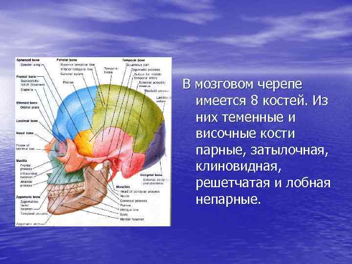 В мозговом черепе имеется 8 костей. Из них теменные и височные кости парные, затылочная,