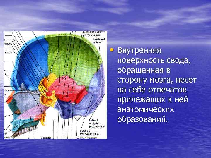 • Внутренняя поверхность свода, обращенная в сторону мозга, несет на себе отпечаток прилежащих