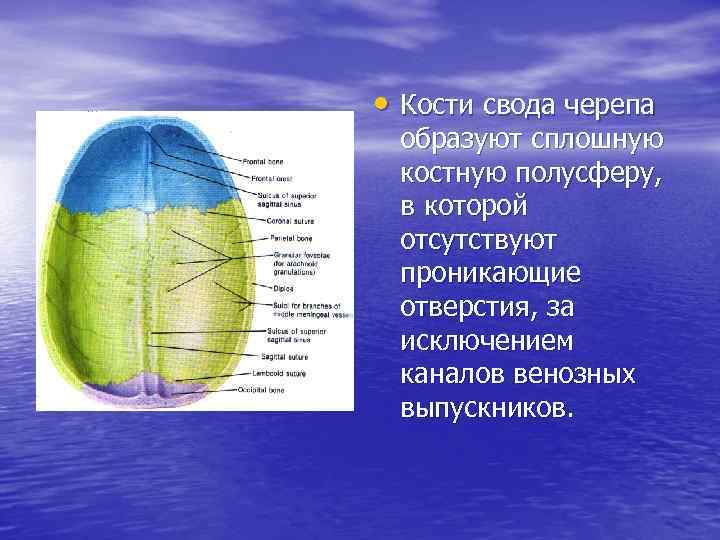 Особенности строения свода черепа