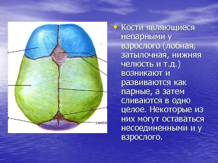  • Кости являющиеся непарными у взрослого (лобная, затылочная, нижняя челюсть и т. д.
