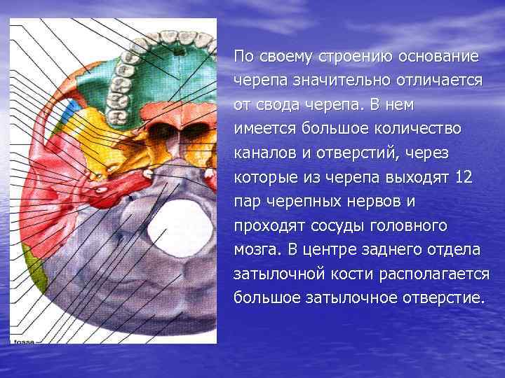 По своему строению основание черепа значительно отличается от свода черепа. В нем имеется большое