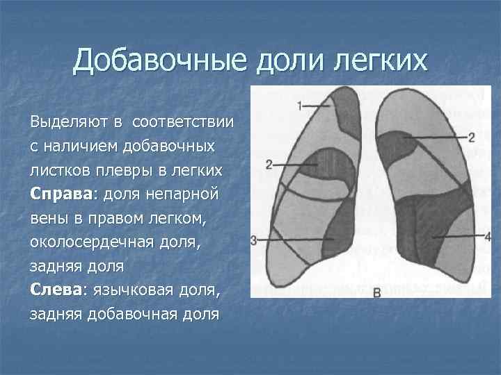 Добавочные доли легких Выделяют в соответствии с наличием добавочных листков плевры в легких Справа: