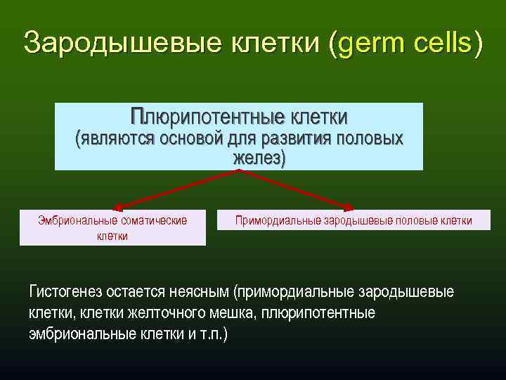 Зародышевые клетки (germ cells) Плюрипотентные клетки (являются основой для развития половых желез) Эмбриональные соматические