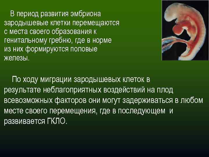 В период развития эмбриона зародышевые клетки перемещаются с места своего образования к генитальному гребню,