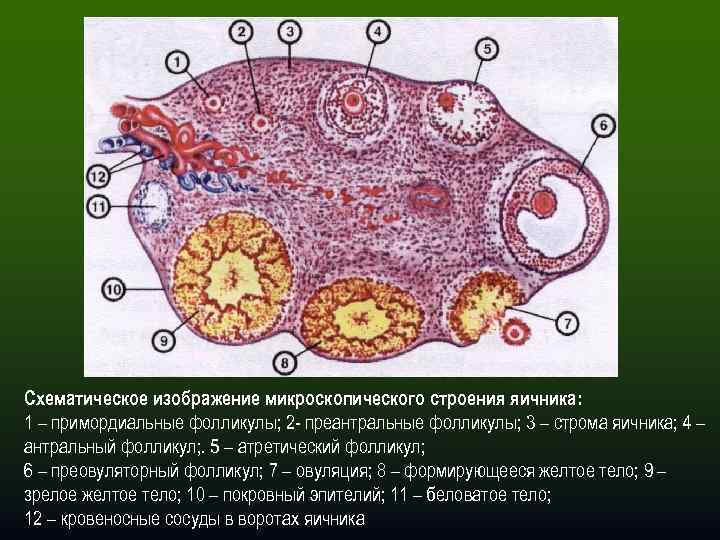 Внутреннее строение яичника. Микроскопическое строение яичника. Микроскопическое строение яичников. Строение фолликула яичника анатомия. Строение фолликула яичника гистология.