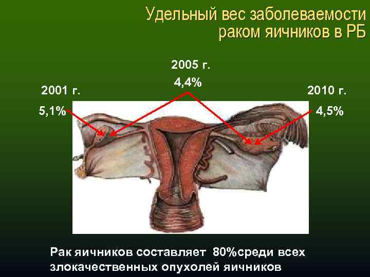 Матка и яичники кошки фото