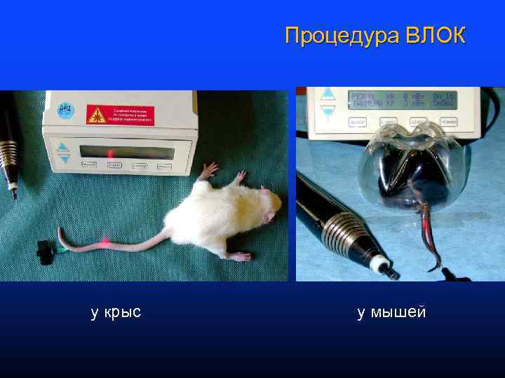 Процедура ВЛОК у крыс у мышей 