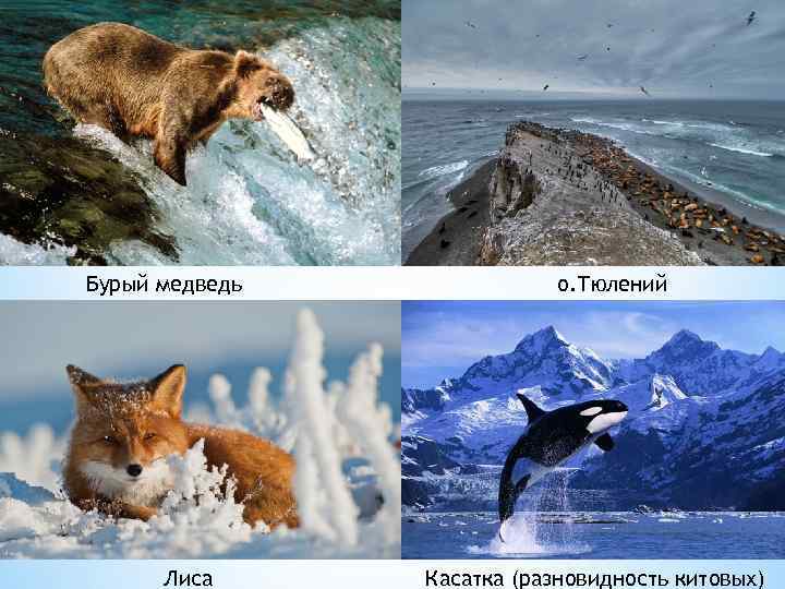 Бурый медведь Лиса о. Тюлений Касатка (разновидность китовых) 