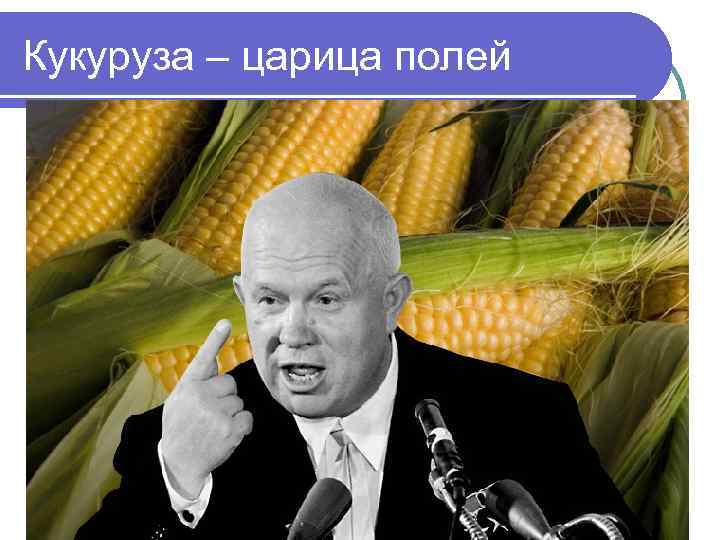 Кукуруза – царица полей 