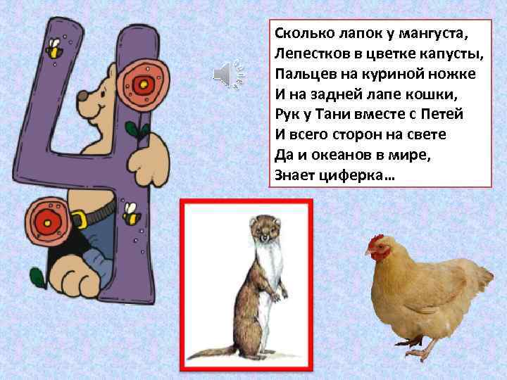Сколько лапок у мангуста, Лепестков в цветке капусты, Пальцев на куриной ножке И на
