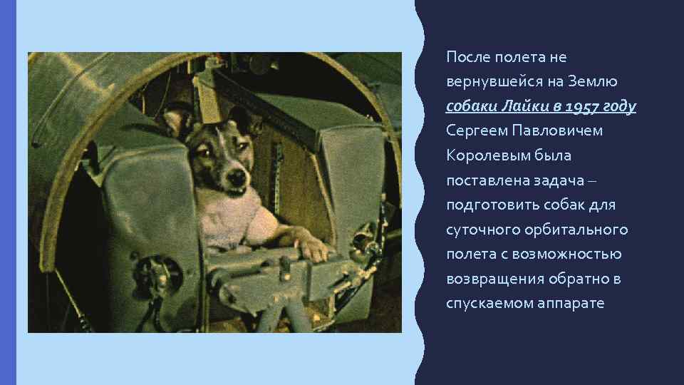 Первая собака в спутнике. Первая собака в космосе лайка. 1957 Лайка в космосе. Собака лайка 1957. Собака лайка в космосе 1957.