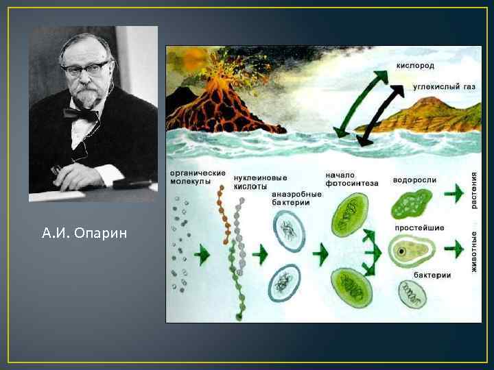 Гипотеза опарина холдейна этапы. Теория Опарина Холдейна. Биохимическая теория Опарина и Холдейна. Теория биохимической эволюции Опарин и Холдейн. Опарин теория происхождения жизни этапы.