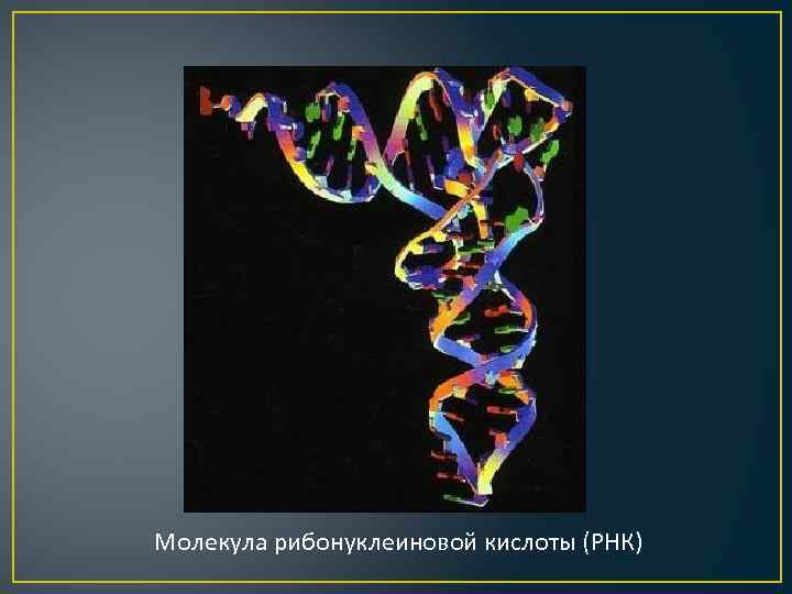 Молекула рнк построена. РНК рибонуклеиновая кислота. Молекула рибонуклеиновой кислоты. Молекула РНК. РНК одноцепочечная молекула.