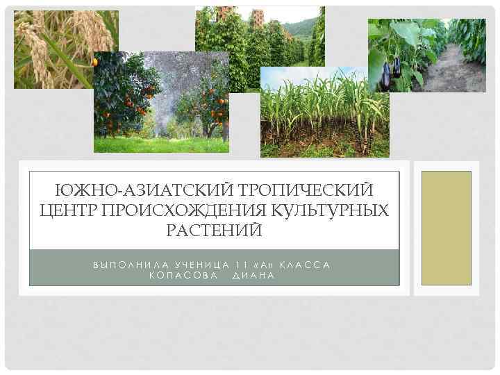 ЮЖНО-АЗИАТСКИЙ ТРОПИЧЕСКИЙ ЦЕНТР ПРОИСХОЖДЕНИЯ КУЛЬТУРНЫХ РАСТЕНИЙ ВЫПОЛНИЛА УЧЕНИЦА 11 «А» КЛАССА КОПАСОВА ДИАНА 