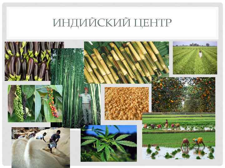 ИНДИЙСКИЙ ЦЕНТР 