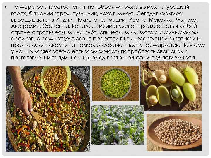  • По мере распространения, нут обрел множество имен: турецкий горох, бараний горох, пузырник,