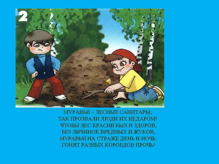 МУРАВЬИ – ЛЕСНЫЕ САНИТАРЫ; ТАК ПРОЗВАЛИ ЛЮДИ ИХ НЕДАРОМ! ЧТОБЫ ЛЕС КРАСИВ БЫЛ И