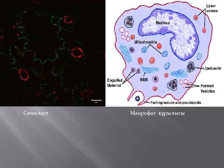 Симпласт Макрофаг құрылысы 