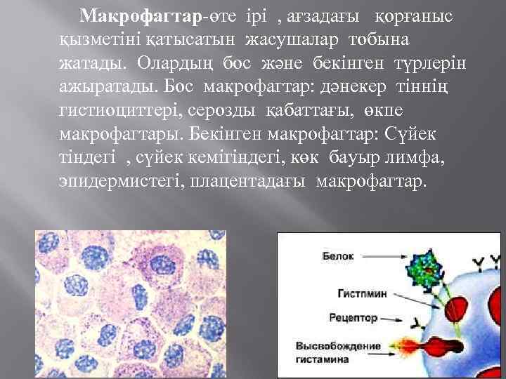 Клетками макрофагами являются. Макрофаги в организме человека. Макрофаг картинка. Тканевые макрофаги. Макрофаги клетки тела человека.