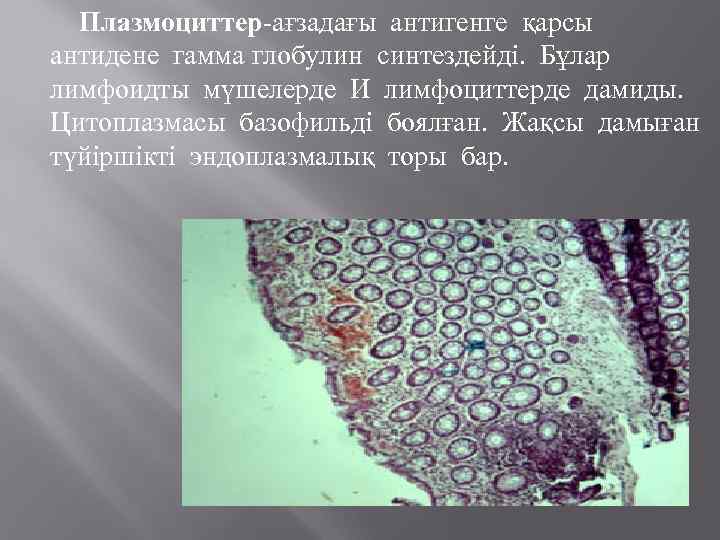 Плазмоциттер-ағзадағы антигенге қарсы антидене гамма глобулин синтездейді. Бұлар лимфоидты мүшелерде И лимфоциттерде дамиды. Цитоплазмасы
