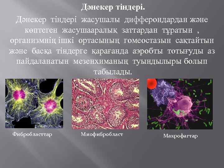 Дәнекер тіндері жасушалы дифферондардан және көптеген жасушааралық заттардан тұратын , организмнің ішкі ортасының гомеостазын