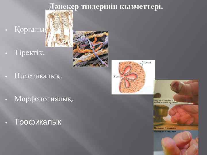 Дәнекер тіндерінің қызметтері. • Қорғаныс. • Тіректік. • Пластикалық. • Морфологиялық. • Трофикалық 