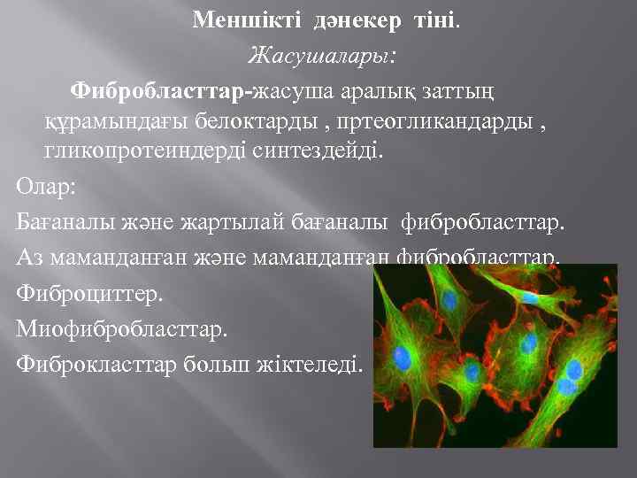 Меншікті дәнекер тіні. Жасушалары: Фибробласттар-жасуша аралық заттың құрамындағы белоктарды , пртеогликандарды , гликопротеиндерді синтездейді.