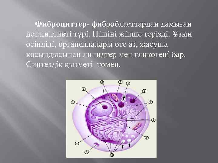 Фиброциттер- фибробласттардан дамыған дефинитивті түрі. Пішіні жіпше тәрізді. Ұзын өсінділі, органеллалары өте аз, жасуша