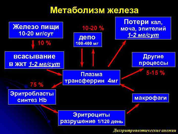 Метаболизм железа Железо пищи 10 -20 мг/сут 10 % Потери кал, 10 -20 %