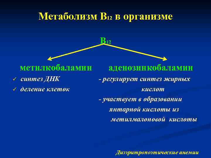 Метаболизм В 12 в организме В 12 метилкобаламин аденозинкобаламин синтез ДНК - регулирует синтез